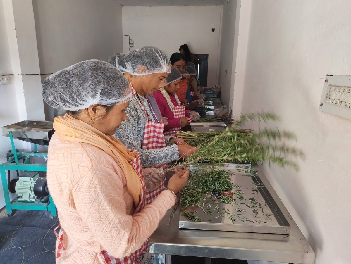 Women in hairnets sorting and processing herbal leaves during a herbal tea training programme in Uttarakhand